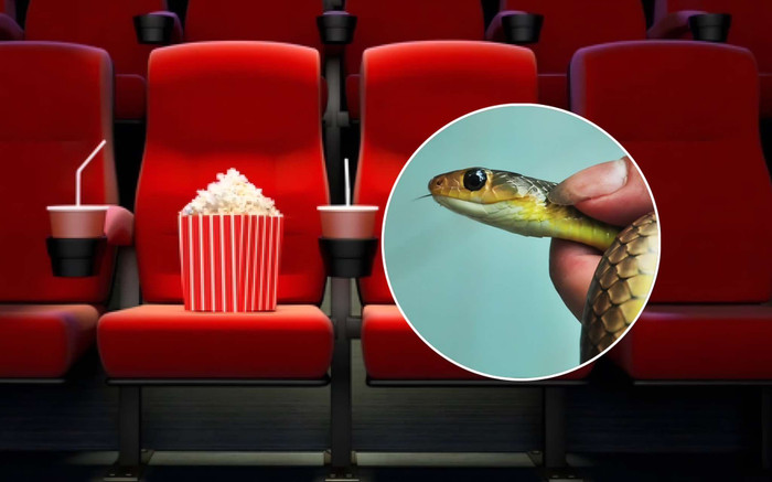 Xôn xao rắn xuất hiện trong rạp phim, một phụ nữ bị cắn phải nhập viện Ảnh 2