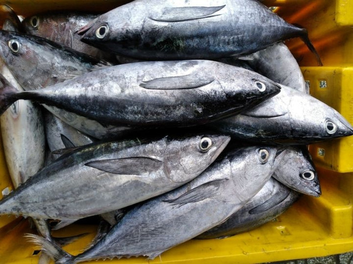 Xưa rất ít người Việt Nam biết đến loại cá này.