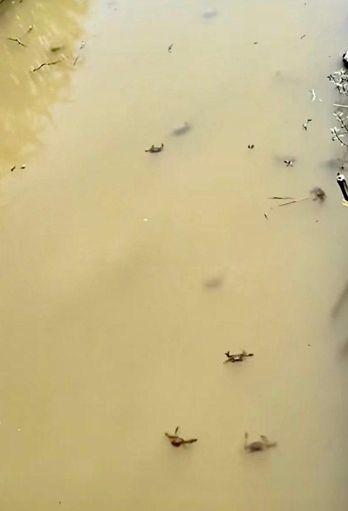 Đàn cua bơi lội trong nước thu hút nhiều lượt yêu thích và bình luận.