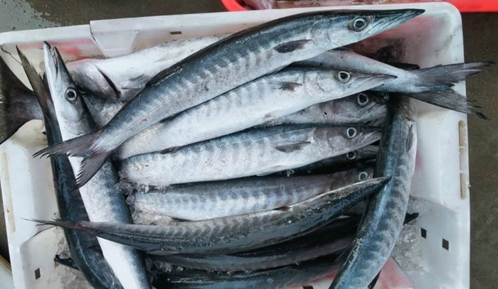 Cá nhồng là đặc sản nổi tiếng tại Phú Quốc.