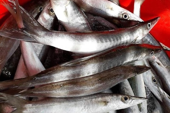 Thịt cá nhồng có hương vị được so sánh gần giống với cá ngừ hoặc cá hồi.