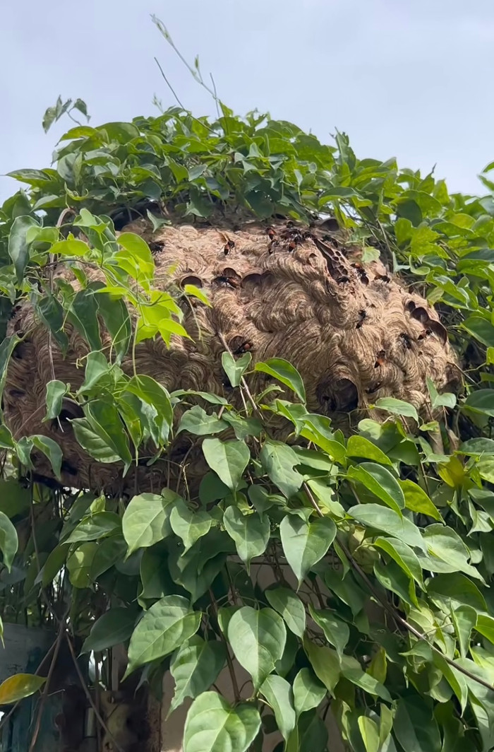 Nhiều người cho rằng, việc ong làm tổ trước của nhà như thế là một việc rất nguy hiểm. Ảnh cắt từ clip.