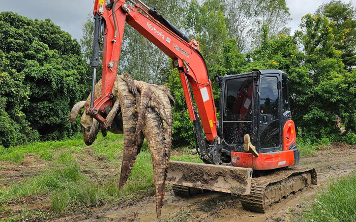 Chủ trang trại đau lòng khi giết 125 con cá sấu để bảo vệ dân làng trong mùa lũ Ảnh 2