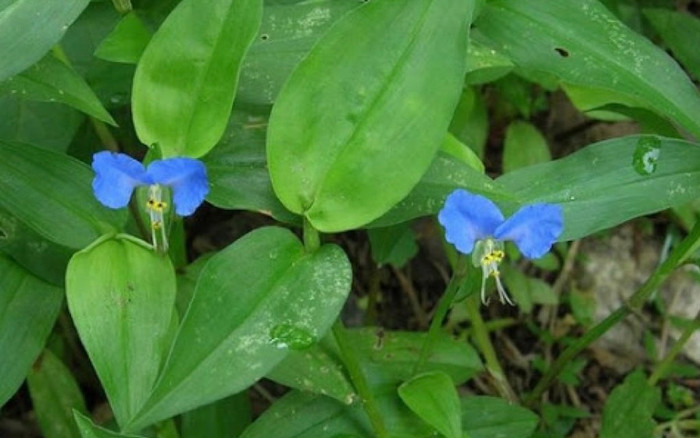 Cây cỏ dại trước chỉ cho lợn ăn, nay là thảo dược quý nhiều công dụng tốt cho sức khỏe Ảnh 2