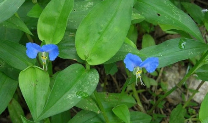 Thài lài là loại rau lành tính.