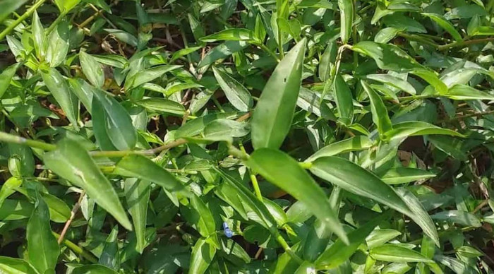 Thài lài một loài cỏ mọc hoang nhưng mang trong mình hàng loạt những tác dụng quý cho sức khỏe.