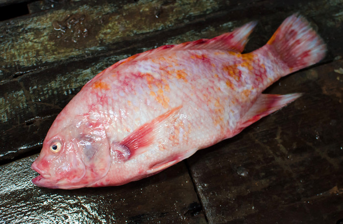 Cá điêu hồng có nhiều ở vùng đồng bằng sông Cửu Long.