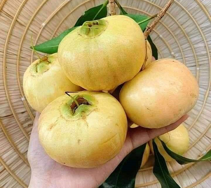 Đặc sản trái lý mang hương vị thơm ngọt khó cưỡng.