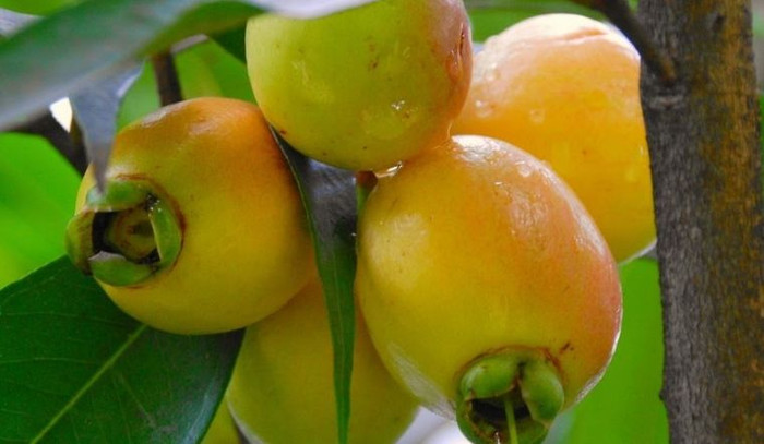 Loại quả đặc sản này rất quen thuộc với người dân miền Tây.