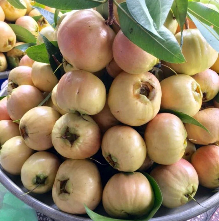 Vài năm gần đây, trái lý được săn lùng ráo riết.