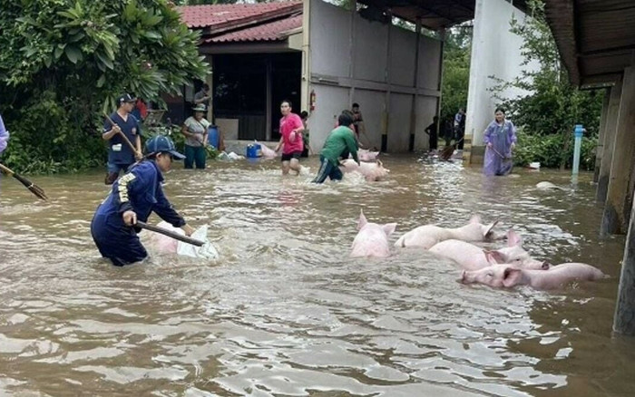 Chủ trang trại khóc nấc vì 3000 con lợn bị lũ nhấn chìm, mất hơn 15 tỷ đồng Ảnh 2