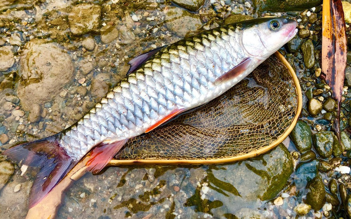 Loại cá xưa đầy ít ai biết, giờ thành đặc sản được dân sành ăn mê mệt, 150.000 đồng/kg Ảnh 2