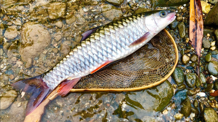 Cá rói (hay còn được gọi là cá chày mắt đỏ) là loài cá duy nhất hiện được công nhận trong chi Squaliobarbus, sinh sống trong khu vực từ lưu vực sông Amur, bán đảo Triều Tiên qua Trung Quốc đến Việt Nam.&nbsp;