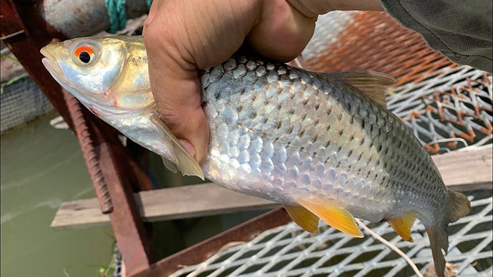 Ở nước ta, đặc sản này có từ Bắc vào Nam