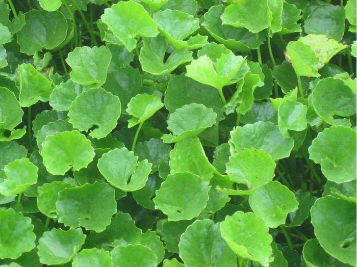 Rau má mang đến nhiều công dụng vượt trội trong việc chăm sóc da.