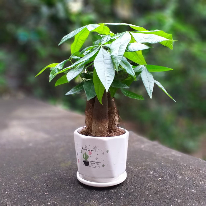 Cây kim ngân rất được ưa chuộng vì có ý nghĩa thu hút tiền tài trong phong thủy