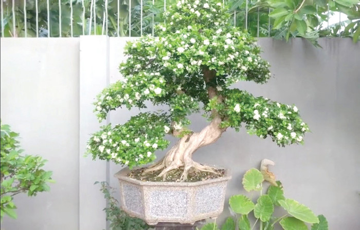 Cây nguyệt quế đại diện cho vinh quang, chiến thắng