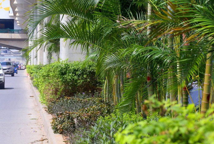 Người ta có thể trồng cây này trước cửa, đối xứng để hài hòa về mặt phong thủy