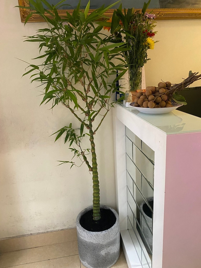 Trúc quan âm rất được chuộng trong trang trí nhà cửa vì hình dáng đẹp