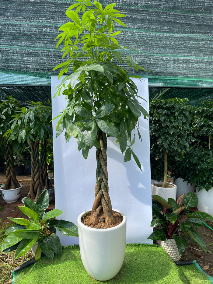 Cây kim ngân thường được đặt trong nhà hoặc trước cửa để cân bằng năng lượng âm dương