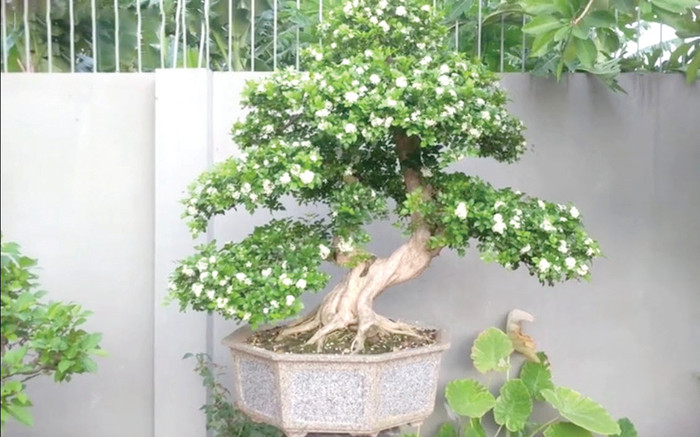 Trồng 5 cây này trước nhà giúp gia chủ hưởng phúc lộc quanh năm, không sợ xui xẻo, 350.000 đồng/cây Ảnh 2