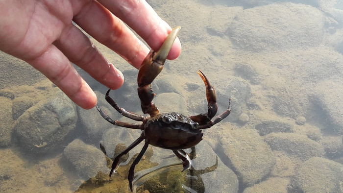 Cua trong món bún đặc sản này phải là cua được bắt từ cánh đồng Phú Thọ thì mới chuẩn vị