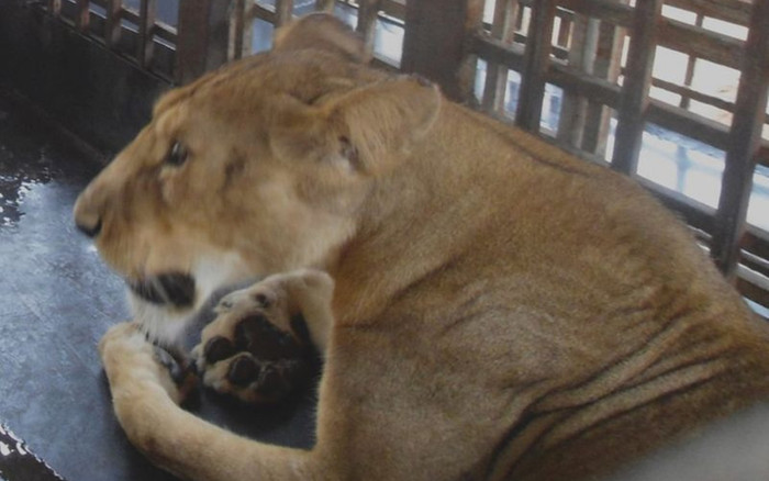 Người đàn ông tử vong trong sở thú do sư tử tấn công Ảnh 2