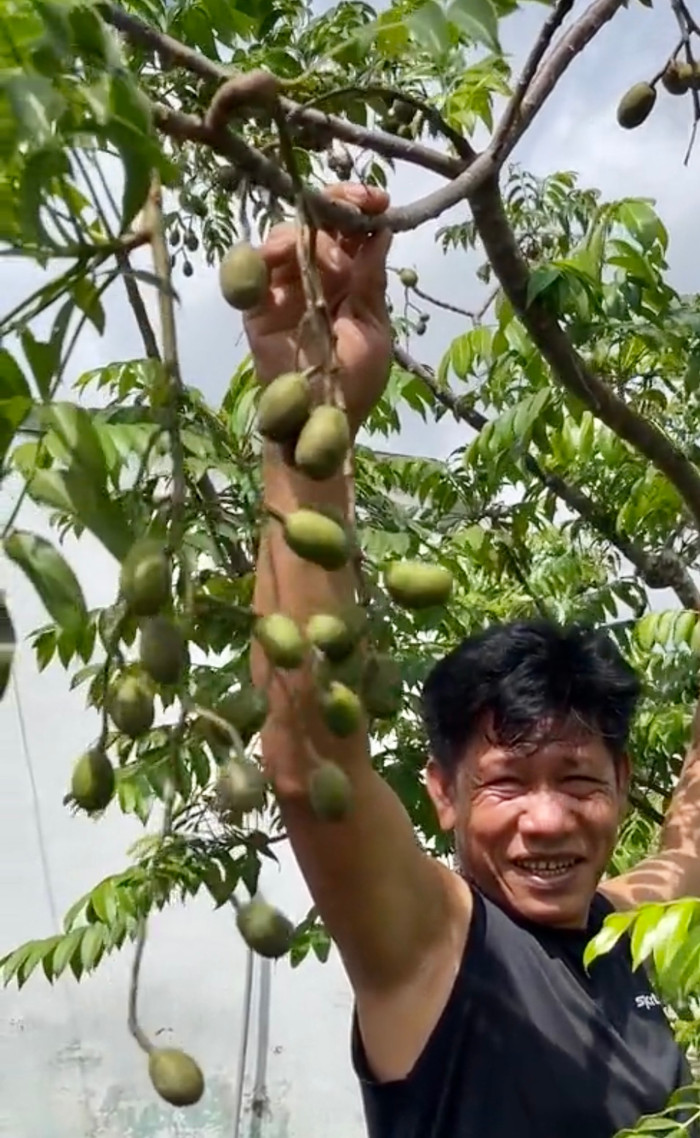 Chỉ 1 tháng sau khi áp dụng mẹo vặt, cây cóc của ông chú bắt đầu trổ hoa, ra trái.