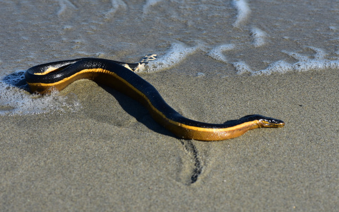 Loài vật nguy hiểm xuất hiện sau bão, chuyên gia lên tiếng cảnh báo Ảnh 2