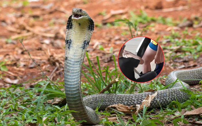 Đang làm việc, một công dân bị rắn hổ mang bò vào quần và cái kết lạnh gáy Ảnh 2