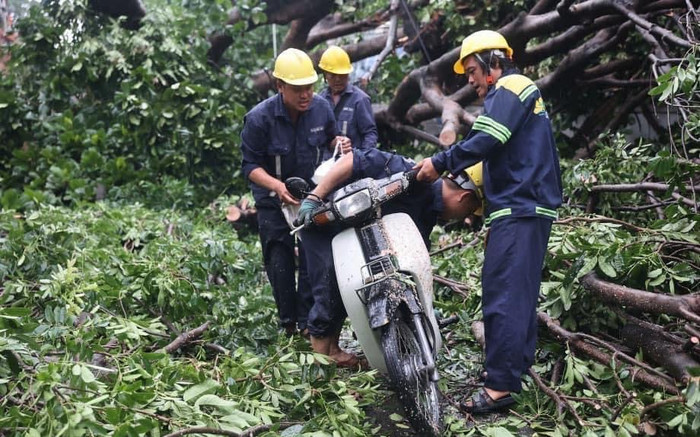 TP.HCM sau cơn mưa lớn: Cây đổ la liệt, ô tô và xe máy bị đè bẹp Ảnh 2