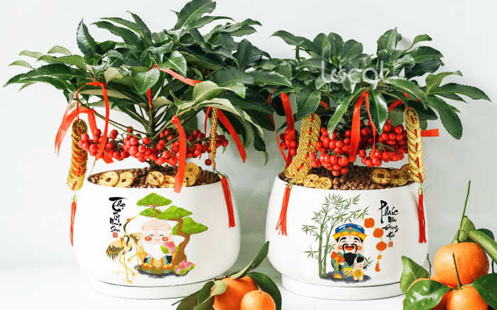 Một loại cây vượng tài cho gia chủ, biết chăm sóc tốt sẽ đếm tiền mỏi tay, chỉ 300.000 đồng/cây Ảnh 2