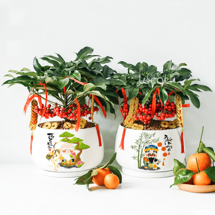 Vào dịp lễ, Tết, người ta hay trang trí thêm dây tiền vàng để treo vào cây kim ngân lượng để thu hút thêm may mắn và tiền tài