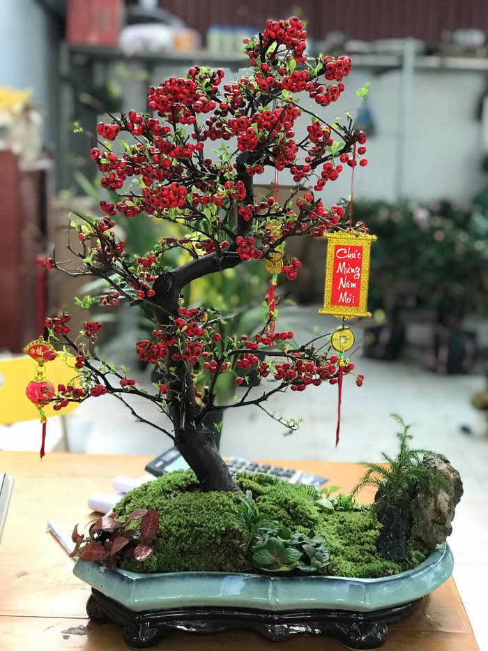 Kim ngân lượng là loại cây thân gỗ dễ chăm bón, được ưa chuộng để trưng trong nhà cầu tài lộc