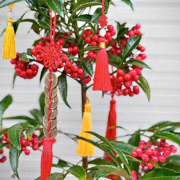 Kim ngân lượng rất được ưa chuộng làm cây cảnh chưng Tết để cầu cho một năm sung túc, giàu sang