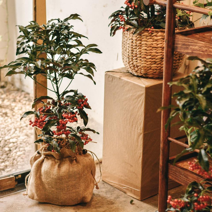 Kim ngân lượng là một loại cây phong thủy được rất nhiều người ưa chuộng