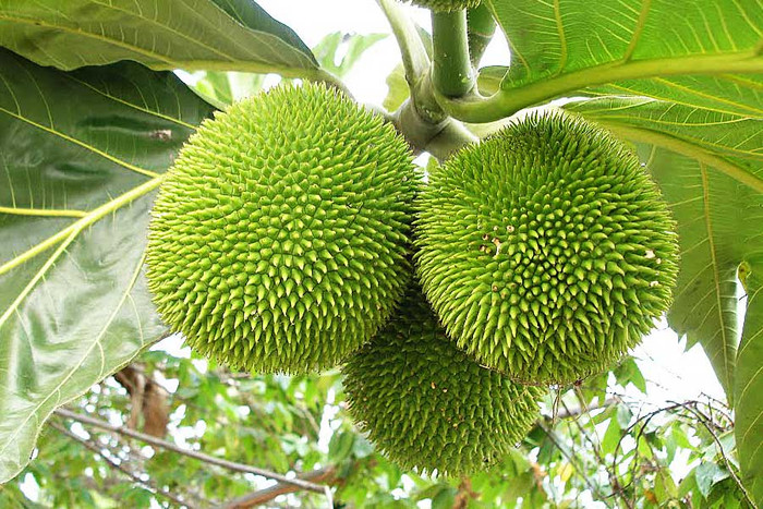 Sake (hay còn gọi là sa kê) có tên tiếng Anh là breadfruit – quả bánh mì bởi sau khi nấu chín có bề mặt giống như ổ bánh mì nướng, trong khi mùi và vị lại giống như khoai tây. 