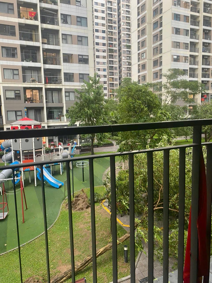 Cây xanh tại khu chung cư tại Gia Lâm bật gốc say cơn mưa