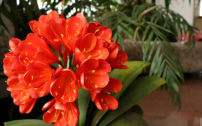 3 loại cây tuyệt đối không nên tặng cho người khác nếu không sẽ dễ tiêu tán tài lộc Ảnh 2