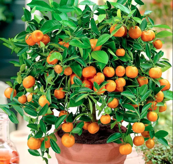 Tuyệt đối không được mang cây quất nhà trồng mang tặng bởi vì sẽ làm tổn hại đến tài sản của gia đình