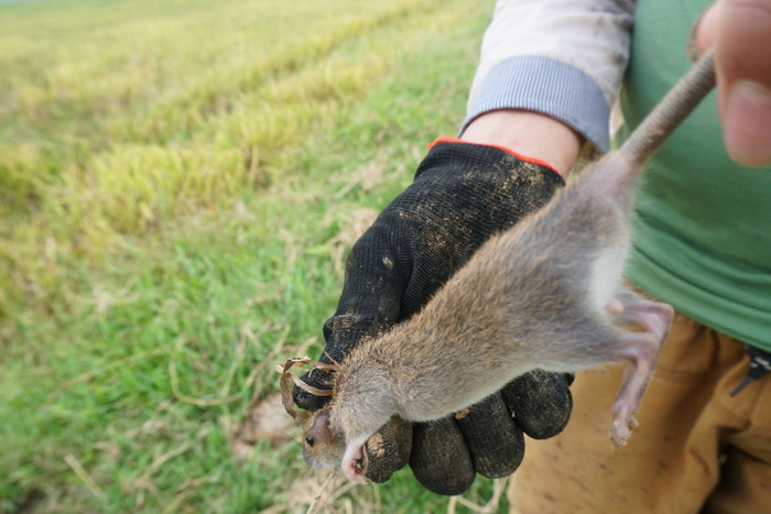 Nhiều người dân kiếm được thu nhập khủng nhờ việc săn chuột đồng