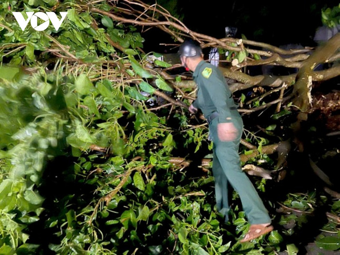 Cây bị gãy đổ chắn ngang đường. Ảnh: VOV