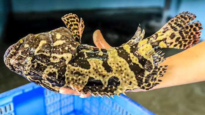 Cá bống mú sống tập trung ở các rạn san hô, hốc đá hay khu vực đá ngầm