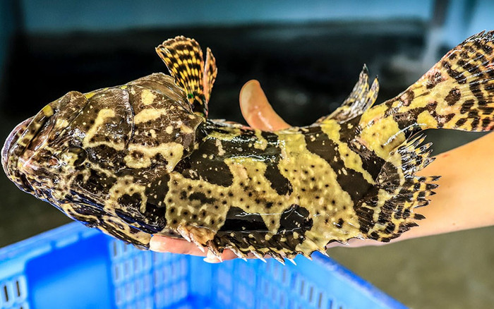 Loại cá xưa ít ai biết giờ trở thành đặc sản có trong nhà hàng cao cấp, 350.000 đồng/kg Ảnh 2