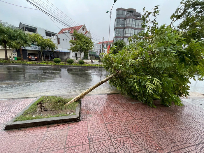 Cây ngã và bật gốc ghi nhận tại đại lộ Vân Đồn
