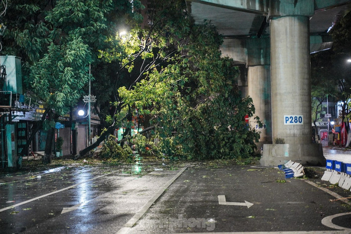 Cây xanh che hết lối đi trên đường Cầu Giấy.