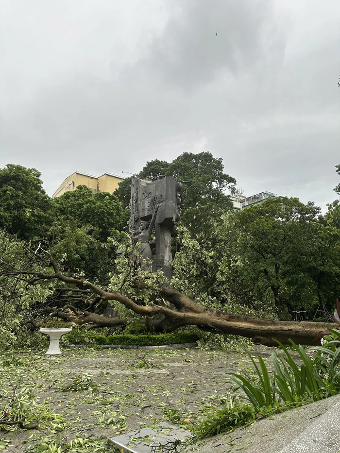 Cây hoa sữa đổ từ đường Quán Thánh vào tượng đài 19/12 ở Vườn hoa Vạn Xuân