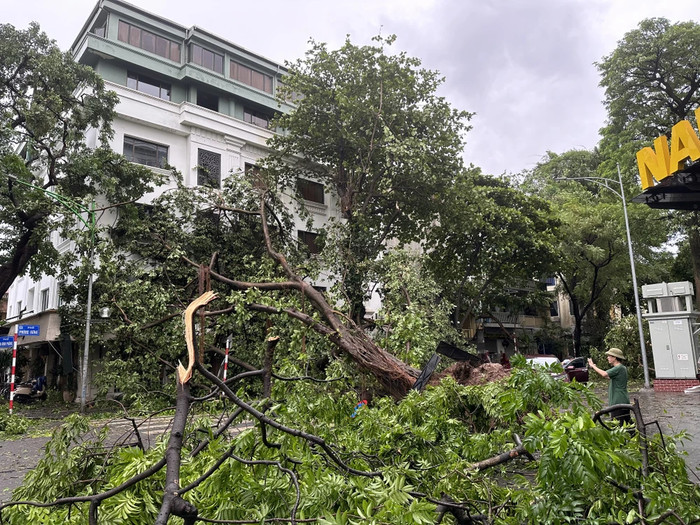 Cây bằng lăng bật gốc đoạn đầu phố Phan Đình Phùng