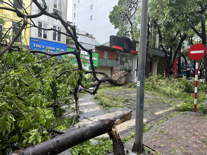 Cây to đổ đoạn Phan Đình Phùng-Hoè Nhai