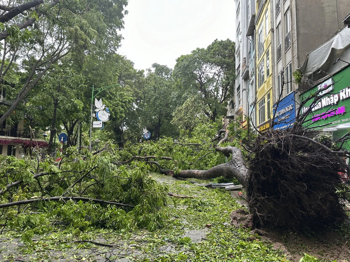 Hầu hết cây đổ đều có bộ rễ quá nông